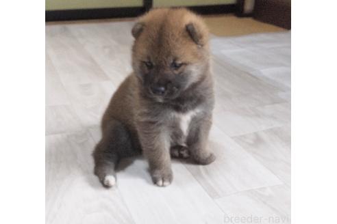 販売中の秋田県の柴犬-396402の4枚目
